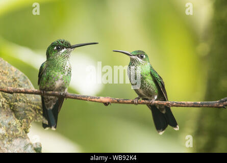 Nahaufnahme der beiden Grünen - gekrönte Brillante Kolibris (Heliodoxa jacula) konkurrieren für gleiche Barsch in Ecuador Stockfoto