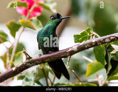 Nahaufnahme der Violett-fronted Brillante Kolibri (Heliodoxa leadbeateri) hocken auf einem Zweig in Baeza, Ecuador Stockfoto