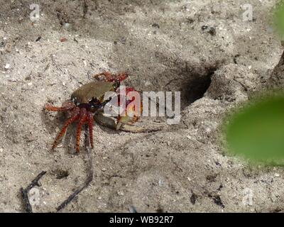 Ein brasilianischer rote Krabbe auf einem Bahia Beach in Brasilien Stockfoto