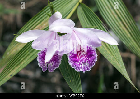 Nahaufnahme von großen, rosa Orchideen (Sobralia rosea) Zamora, Ecuador. Diese Pflanze kommt in den nassen Bergwald von Kolumbien, Peru und Ecuador. Stockfoto