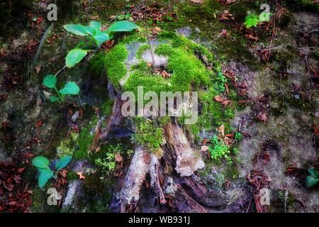 Alten, mit Moos bewachsenen Baumstumpf in einem Fairytale-Like Umwelt Stockfoto