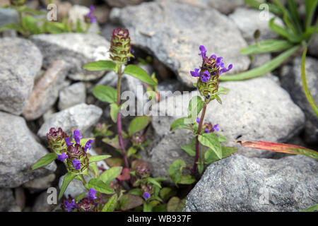 Selbst heilen, auch als prunella vulgaris, gemeinsame selbst heilen, Heilen - alle, woundwort, Herz-von-der-Erde, Tischlerei, Kraut, brownwort und blauen Locken bekannt. Die Stockfoto