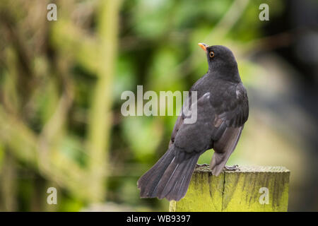 Männliche Amsel sitzen auf grün Zaunpfosten, Platz für Kopieren. Stockfoto