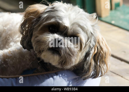 Nahaufnahme von einem niedlichen Hund, Shih Tzu Bichon Frise Mischling an Kamera suchen Stockfoto