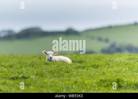 Lamm auf der Küste von Dorset, liegend im Gras. Stockfoto