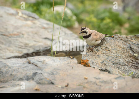 Cute motley Bird mit einem rosa Farbton horned Lark (Eremophila alpestris) Close-up auf Steinen in den Bergen Stockfoto