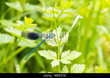 Gebänderte Demoiselle, Calopteryx splendens, über Kuh Petersilie. Schließen Sie die Flügel geschlossen. Stockfoto