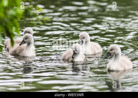 Fünf cygnets auf dem Fluss Frome, Dorset. Stockfoto