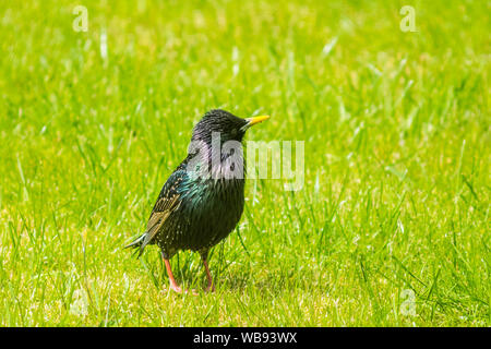 Starling, auf dem Rasen. Stockfoto