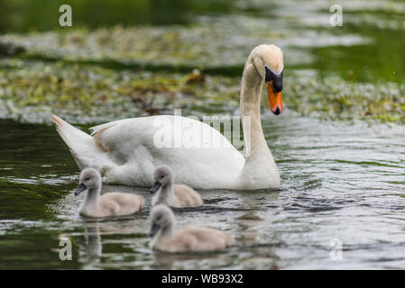 Höckerschwan und drei Cygnets auf dem Fluss Frome, Dorset. Stockfoto