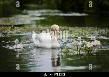 Mute swan und Cygnets auf dem Fluss Frome, Dorset. Stockfoto