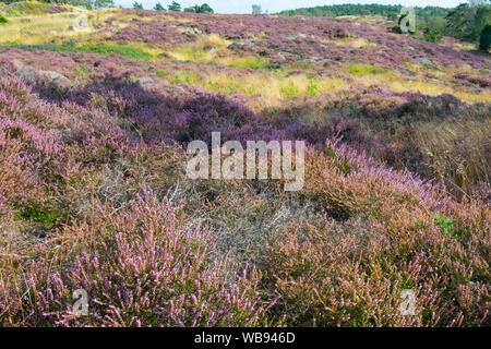 Wildes violettes Heidekraut blüht wie Lavendelfelder über die Herbstlandschaft in Göteborg, Västra Götaland, Schweden Stockfoto