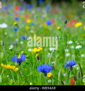 Wildflower Meadow in Deutsch land. Stockfoto