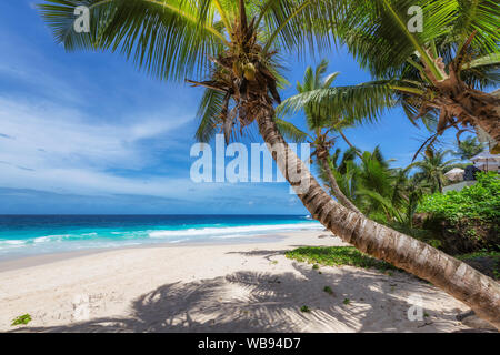 Paradise Beach im Karibischen Meer. Stockfoto