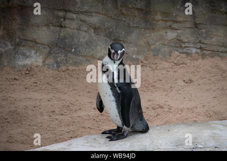 Ständigen Humboldt Pinguin Stockfoto