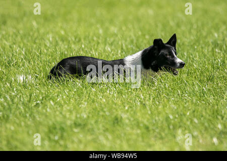 Ein Border Collie Schäferhund hütehunde Ausstellung in der Splitterung der Landwirtschaft zeigen in Lancashire, Großbritannien Stockfoto