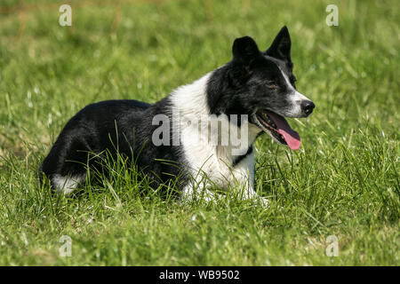 Ein Border Collie Schäferhund hütehunde Ausstellung in der Splitterung der Landwirtschaft zeigen in Lancashire, Großbritannien Stockfoto