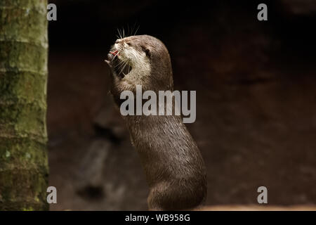 Otter bei der Fütterung auf den Australia Zoo Stockfoto