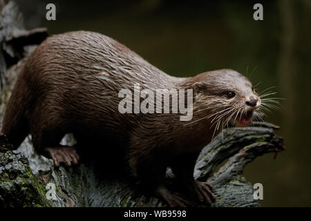 Otter bei der Fütterung auf den Australia Zoo Stockfoto