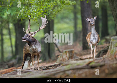Damhirsch brüllt während der Brunftzeit mit Hinterhand im Wald Stockfoto