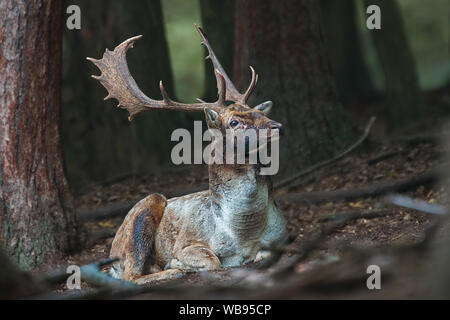 Damhirsch auf dem Boden liegend in dunklem Wald mit Kopf hoch. Stockfoto