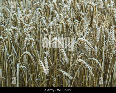 Detailansicht Der samenköpfe in einem Sommer Weizenfeld Stockfoto