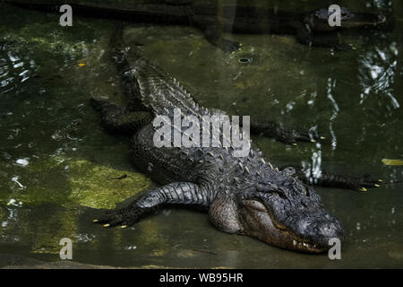 Krokodil in den Australia Zoo, Brisbane Titelfeld Stockfoto