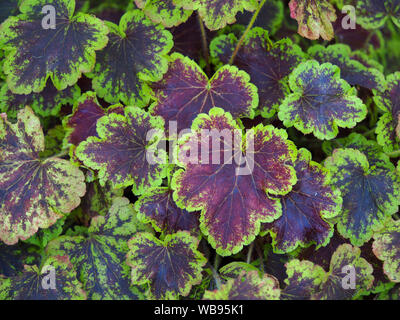 Detailansicht der auffallend bunte bunte Blätter eines Heucherella Pflanze im Garten Stockfoto