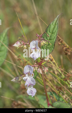 Blumen und oberen Blätter des lästigen Himalayan Balsam/Impatiens glandulifera - das mag feuchten Böden/Boden, Flußufern, Ufer. Stockfoto