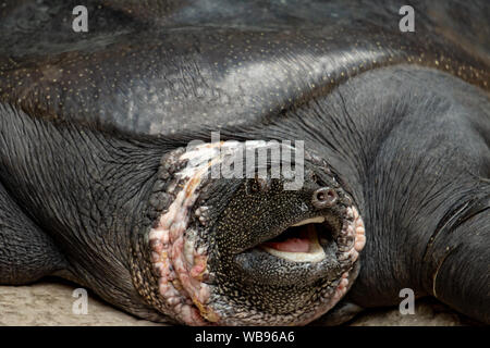 Schön große Nil softshell turtle ausgewachsener Erwachsener (Trionyx triunguis) Stockfoto