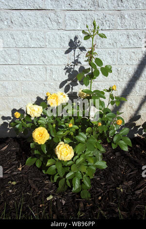 Julia Kind floribunda Rosenstrauch in schwarz Mulch gepflanzt. Stockfoto