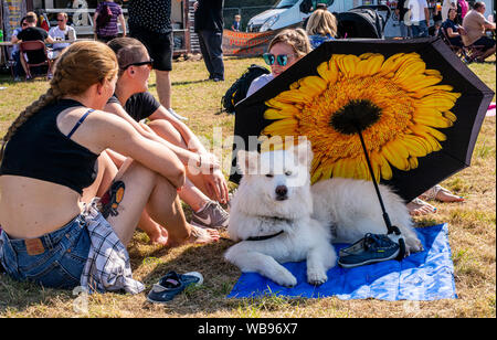 Die Besitzer der Tiere schützen Hund von hitzewelle mit Sonnenschirm, Harrogate Essen und Trinken Festival, Ripley, Harrogate, UK, 25. August 2019 Stockfoto