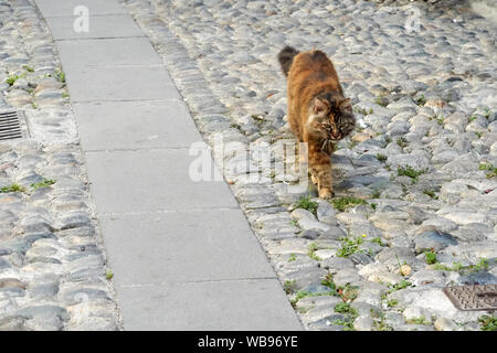 Eine streunende Katze Spaziergänge entlang einen Stein Straße Stockfoto