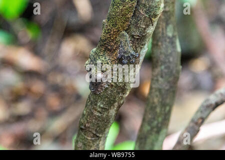 Verschleierte Leaf-tailed Gecko (Uroplatus sikorae sameiti) Lokobe Natur strenges Reservat in Madagaskar, Nosy Be, Afrika Stockfoto