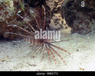 Ein jugendlicher Gemeinsame Rotfeuerfische (Pterois volitans) im Roten Meer Stockfoto