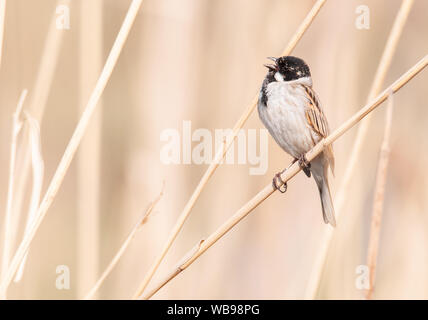 Gemeinsame Rohrammer (Emberiza schoeniclus) männlich, schöne Songbird sitzen und singen auf der Reed, Tschechische Republik Stockfoto