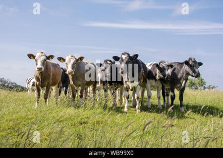 Rinderbestand, England, Vereinigtes Königreich Stockfoto