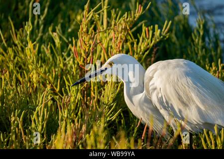 Snowy Egret in Feuchtgebieten Nahaufnahme Stockfoto