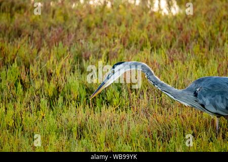 Großer Blaureiher auf der Jagd nach Nahrung im Sumpf bei Sonnenuntergang Stockfoto