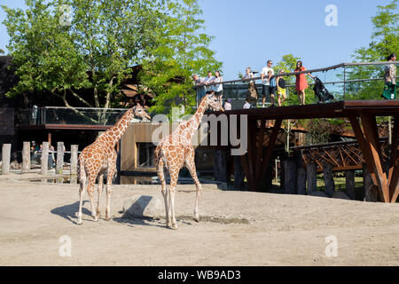 Giraffen im Zoo Kopenhagen Stockfoto