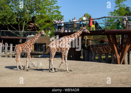 Giraffen im Zoo Kopenhagen Stockfoto