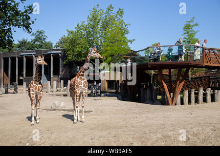 Giraffen im Zoo Kopenhagen Stockfoto