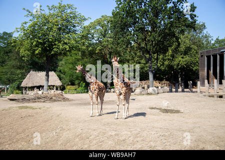 Giraffen im Zoo Kopenhagen Stockfoto