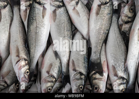 Fangfrisch Wolfsbarsch Fisch in einem Container bereit, Eis zu legen. Stockfoto