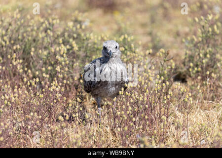 Küken europäischen Silbermöwe (Larus argentatus) Stockfoto