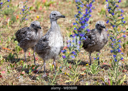 Küken europäischen Silbermöwe (Larus argentatus) Stockfoto