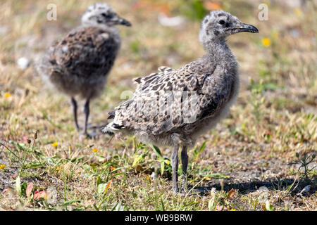 Küken europäischen Silbermöwe (Larus argentatus) Stockfoto