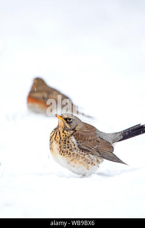 Wacholderdrossel "Turdus pilaris" und die rotdrossel Turdus iliacus '' in einer Winterlandschaft, Großbritannien, Großbritannien Stockfoto