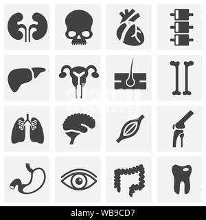 Menschliche Organe ähnliche Symbole auf dem Hintergrund für Grafik- und Webdesign. Einfache Abbildung. Internet Konzept Symbol für Website Taste oder mobile App Stock Vektor