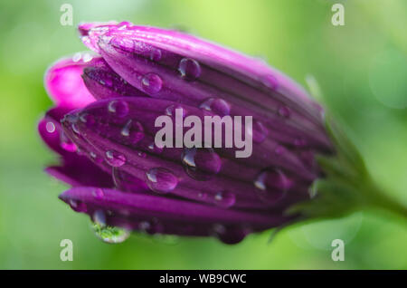Nahaufnahme einer purpurroten dimorphoteca Blume (African Daisy) mit Regentropfen Stockfoto